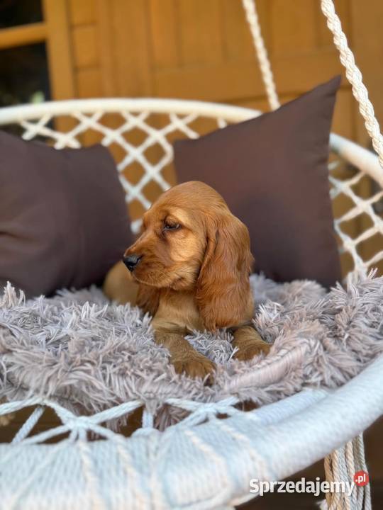 Cudowna mocno złota sunia Cocker Spaniel Warszawa