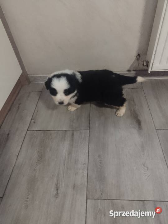 Border collie Załuczne