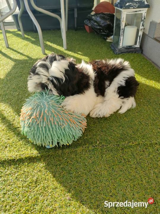 Shih tzu pies pomorskie