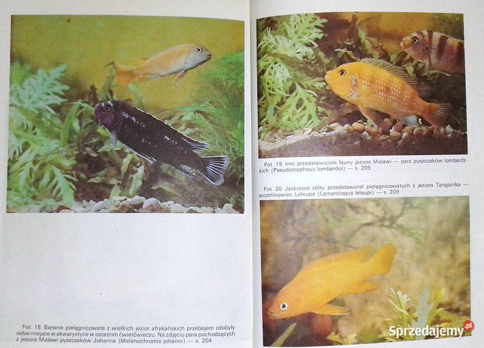 Słodkowodne ryby akwariowe Stefan Kornobis