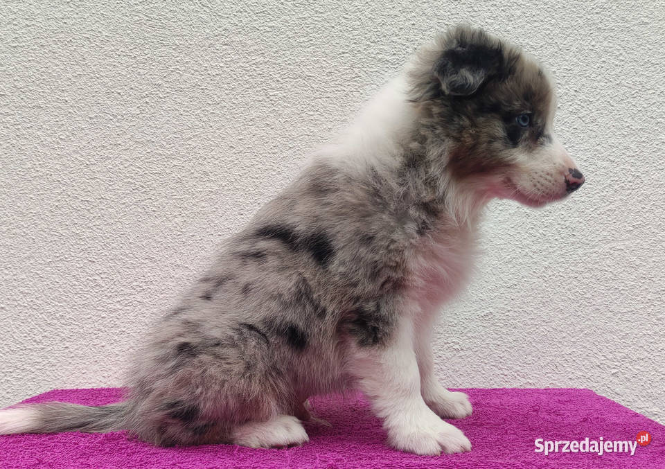 Piękny pies BORDER COLLIE z Hodowli Rasowy z sprzedam