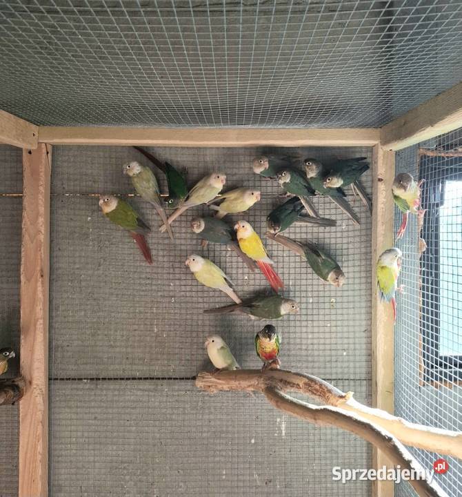 Rudosterki różne mutacje 2025 Konin