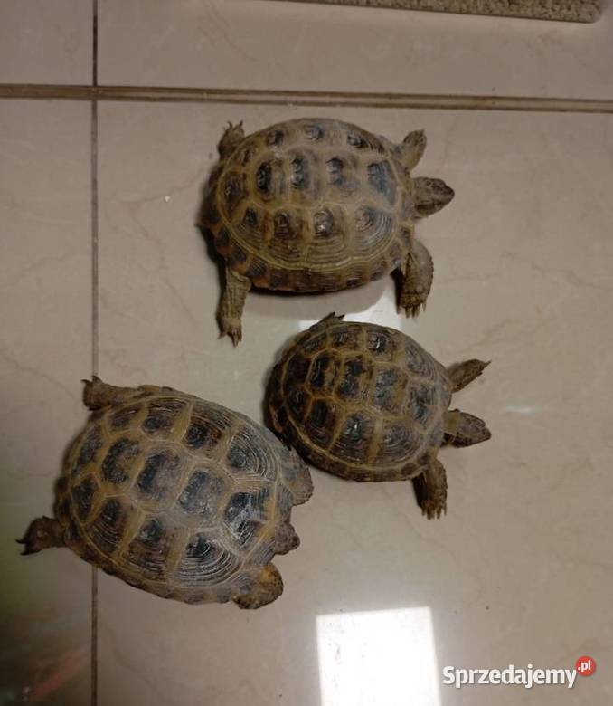 Żółw Stepowy Lądowy Testudo Horsfieldii Rzeszów sprzedam