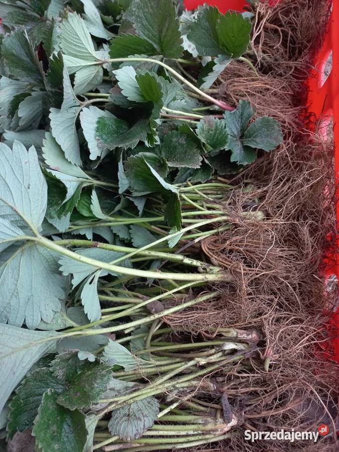 Truskawki sadzonki truskawek Tea sprzedam