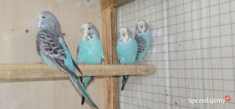 Papużki faliste standard 2026 Ptaki