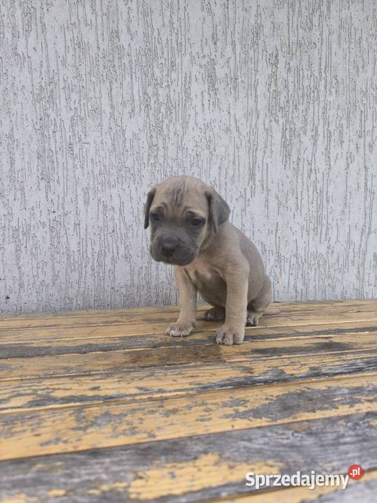 Cane Corso szczeniaki Zwierzęta Cieszanów