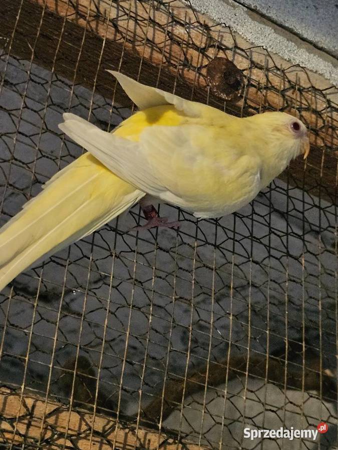 Sprzedam świergotki wielkopolskie Koźminek