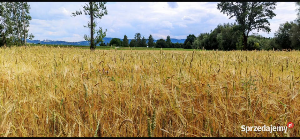 Sprzedam zamienię działkę Małopolska Zakliczyn