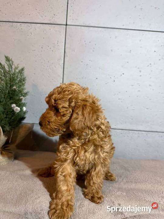 Uroczy Piesek Pudel Toy Boreczek