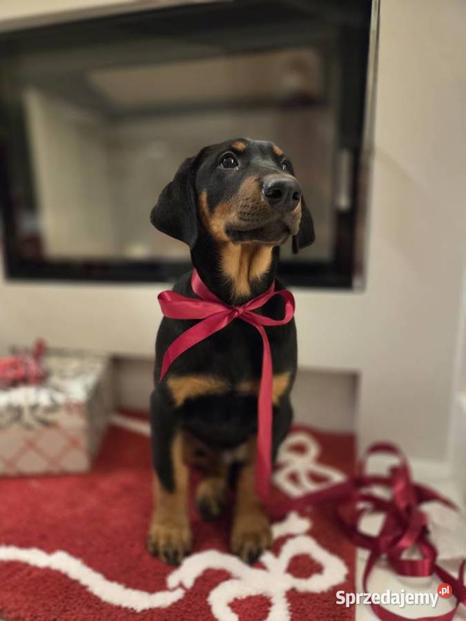 Sprzedam sunie rasy Doberman Panieńszczyzna