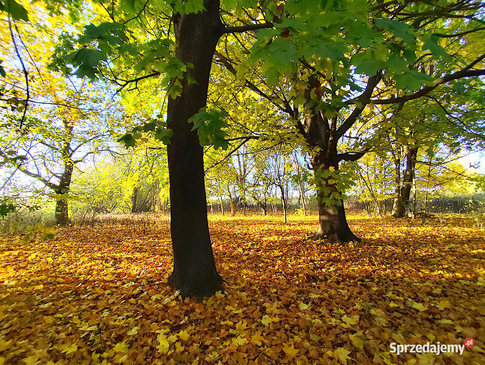 Sprzedam siedlisko w gminie Garbów Sprzedaż