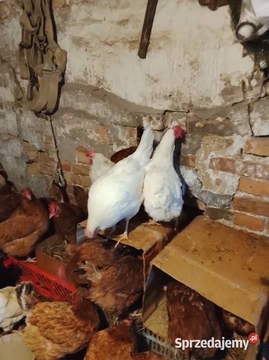 Kury nioski sprzedam lubuskie Lubiszyn