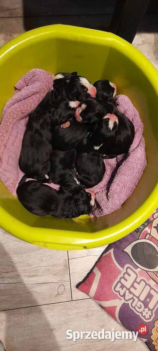 Berneński pies pasterski Koźmin Wielkopolski