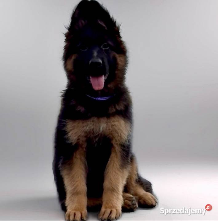 Owczarki Niemieckie Owczarek Niemiecki KLASA Czernikowo