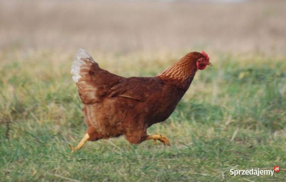 Ferma sprzeda kury w9 Rakoniewice