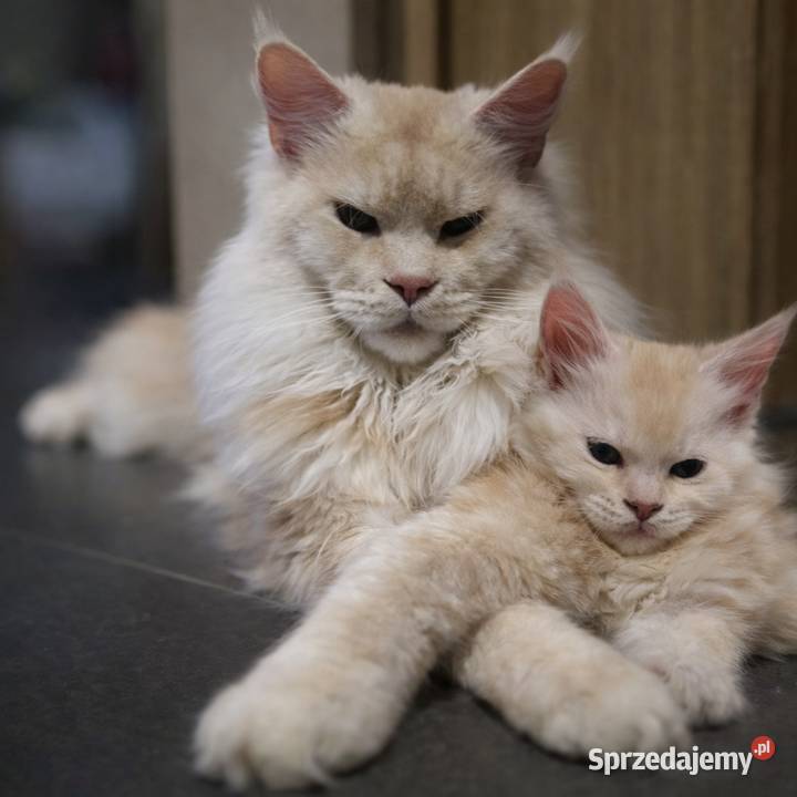 Maine Coon kocurki kotki Koci Gang Leśny Krotoszyn