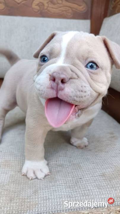 Piekne Amstaffy Lublin