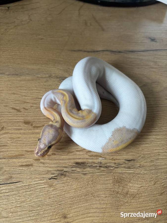 Python Królewski Banana pied Gady i płazy Błonie