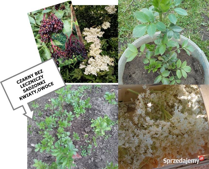SZAŁWIA OREGANO CHRZAN LUBCZYK ESTRAGON I INNE Koszalin