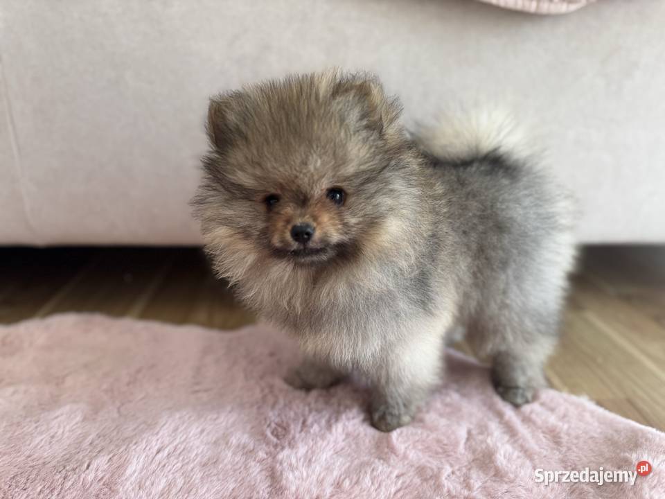 Szpic miniaturowy FCI Stalowa Wola