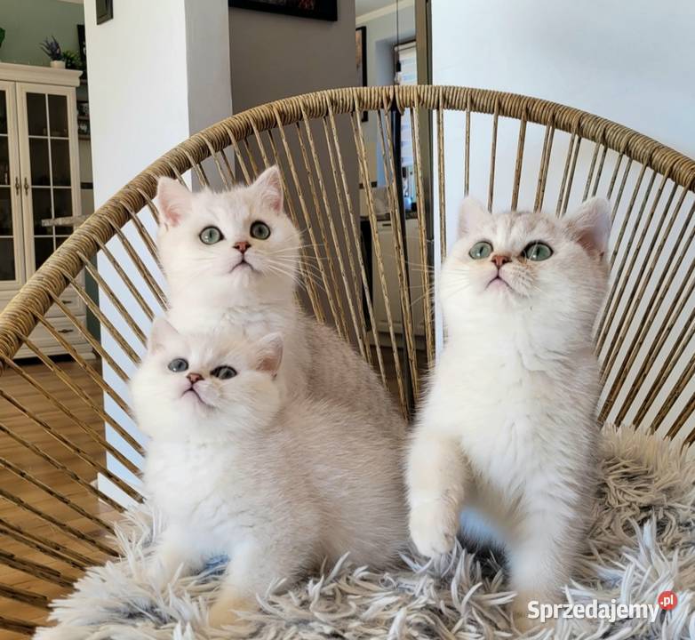 srebrne pointy kocięta brytyjskie Zielona Góra