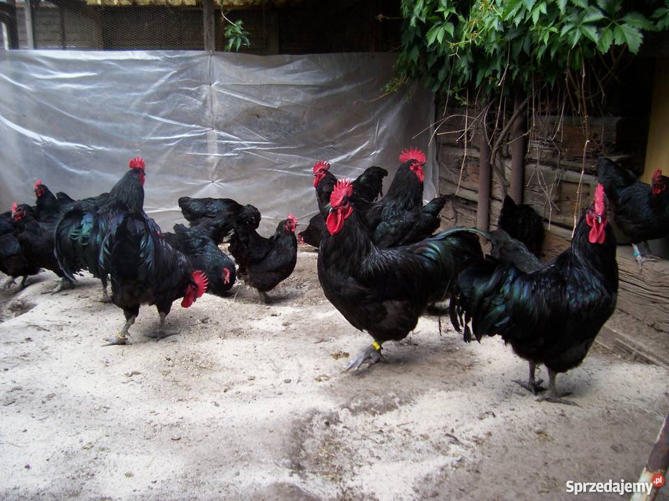 Jajka lęgowe Australorp czarny Australopr Nieborów
