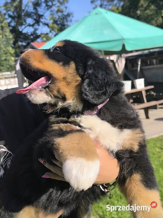 Berneński Pies Pasterski Kłodzko