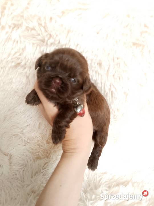 Śliczna czekoladowa suczka rasy ShihTzu Kępno