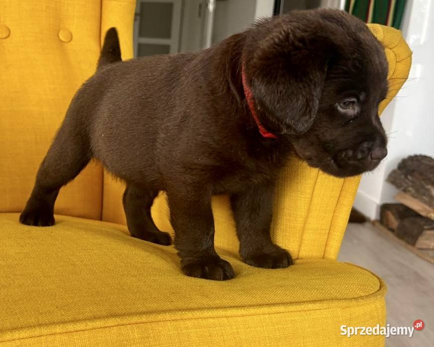 Labrador Czekoladowy suczka Piekary