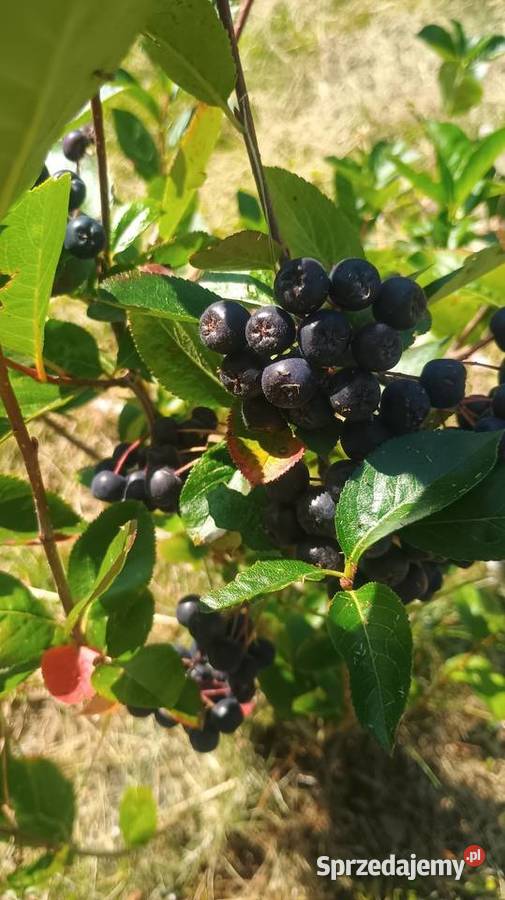 Aronia Kraków sprzedam