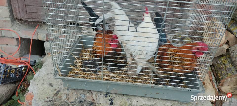 Kury karzełki liliputki