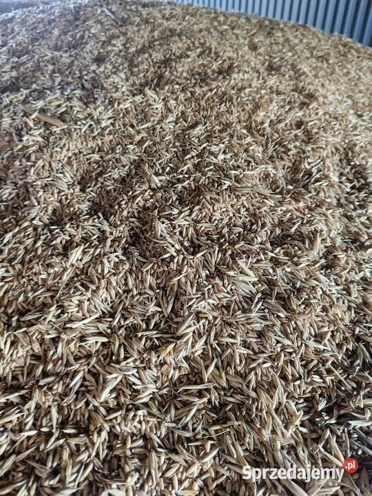 Owies bezłuskowy Rolnictwo Kalina-Rędziny sprzedam