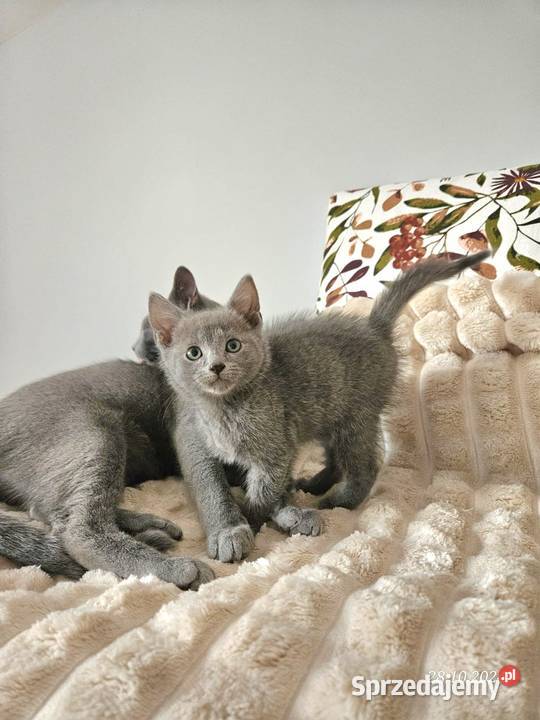 Rosyjski niebiesko kot kotka Mińsk Mazowiecki sprzedam