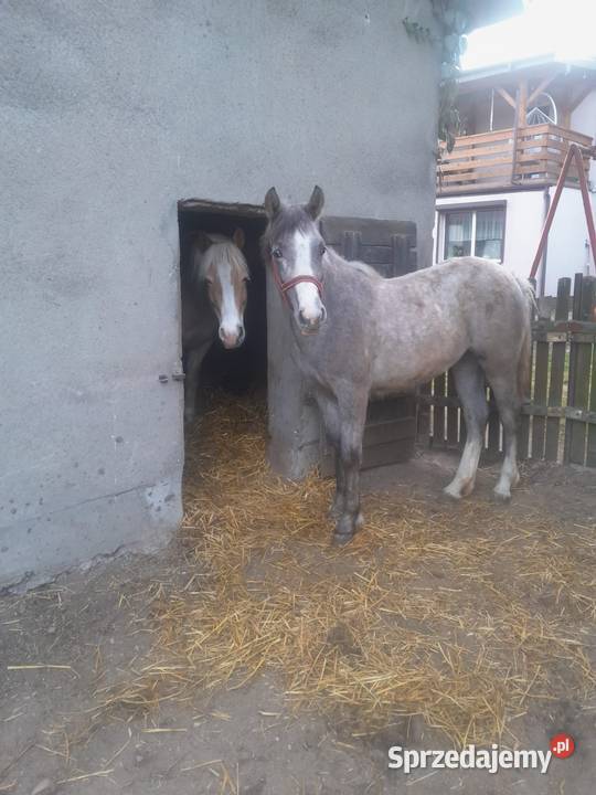 Klacz Budzisław Kościelny