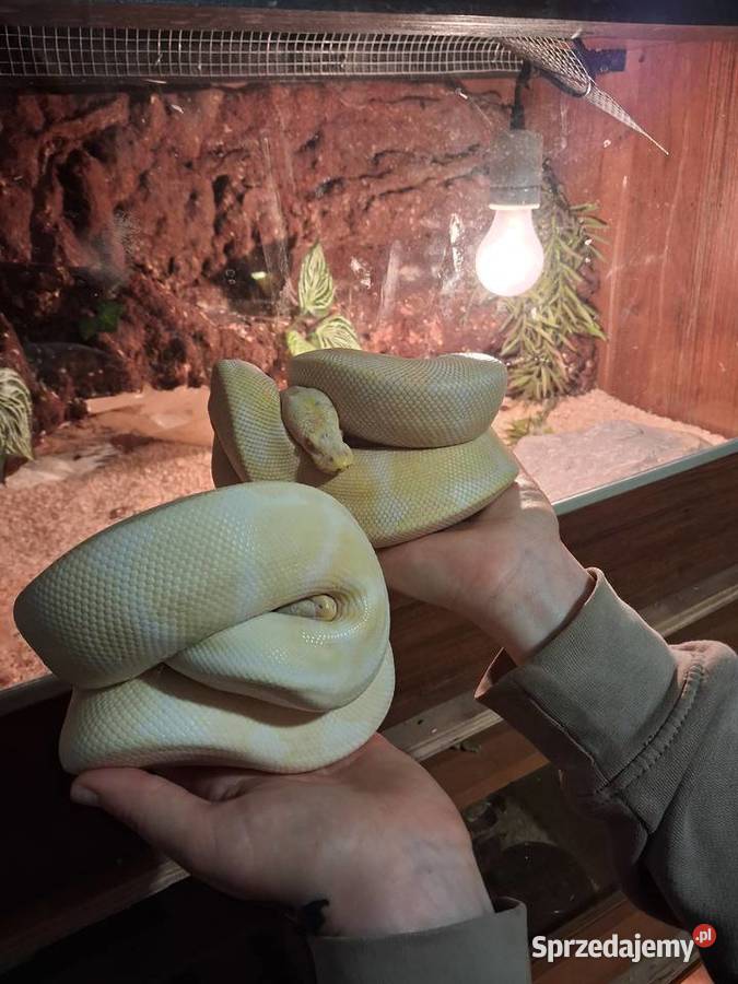 Wąż pyton królewski albino samiec podkarpackie Przeworsk