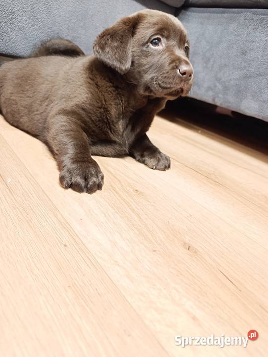 Pieski Labradora Retriever czekoladowego Tarnów