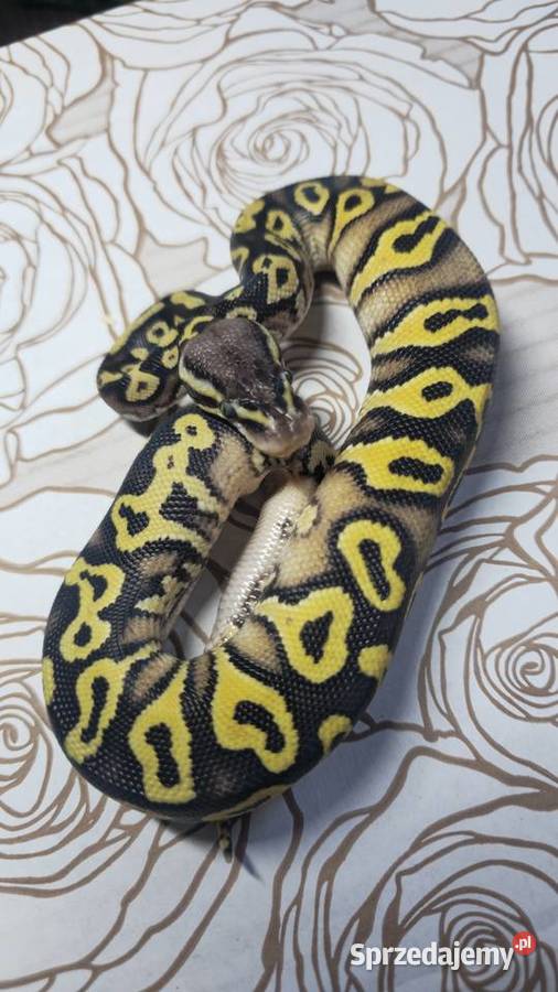 Wąż pyton królewski python regius samiec