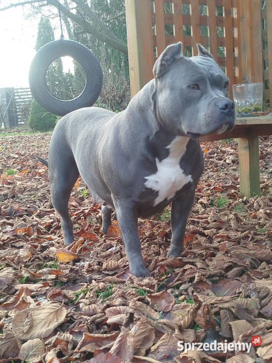 Mocny Amstaff