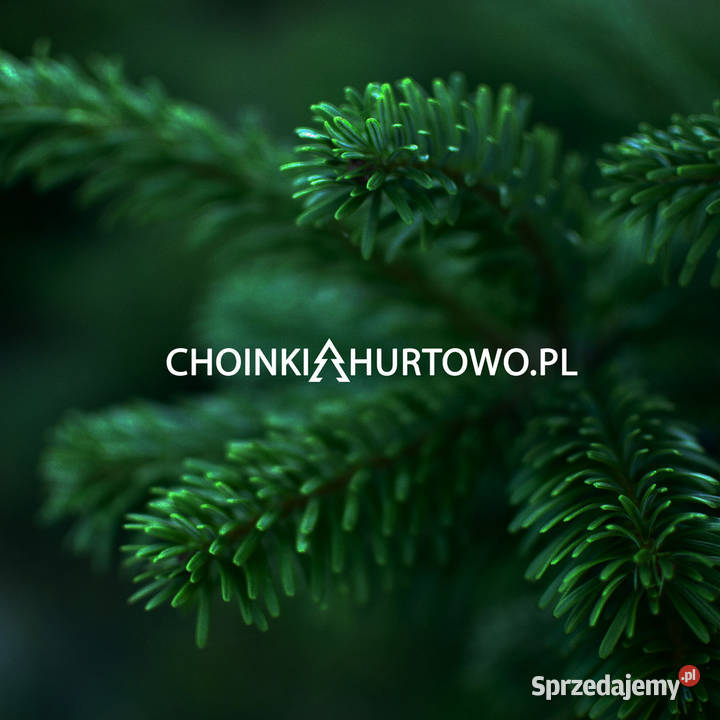 Jodła kaukaska choinki cięte 80300 stała Osieczna sprzedam
