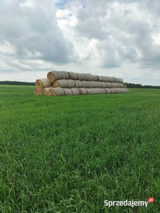 Sprzedam bele słomy pszenżytniej lubelskie Łukowce