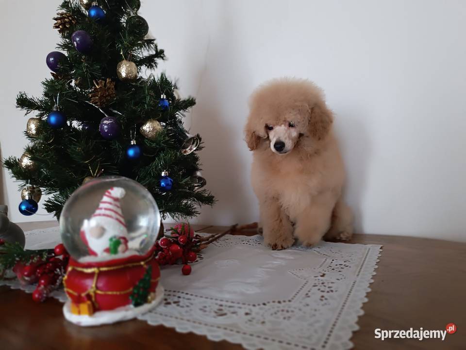 Pudel Toy chlopchik z dokuments FCI Kielce