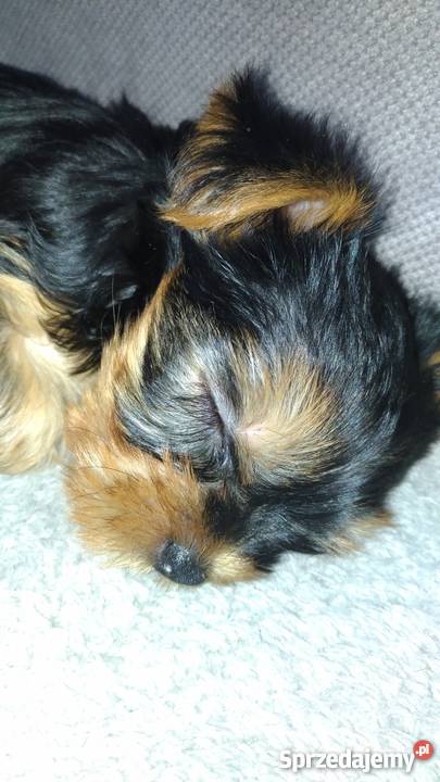 Yorki sprzedam nie miniaturki podlaskie Białystok