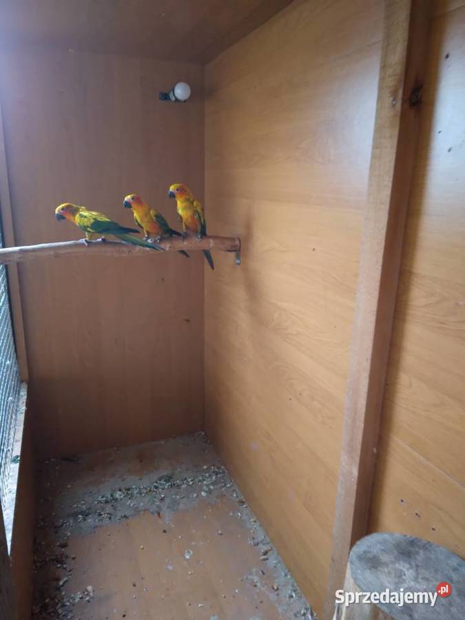 Konury słoneczne 23r i 25r Prusinowo