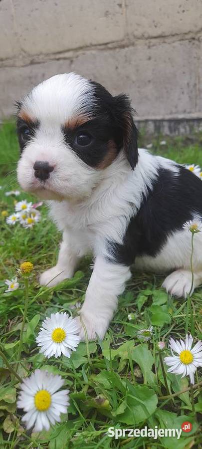 Suczka Cavalier king charles spaniel tricolor Katowice