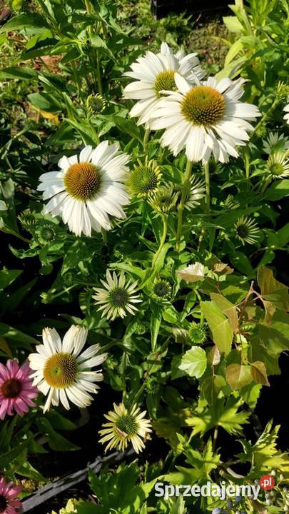 Byliny Jaszczów-Kolonia