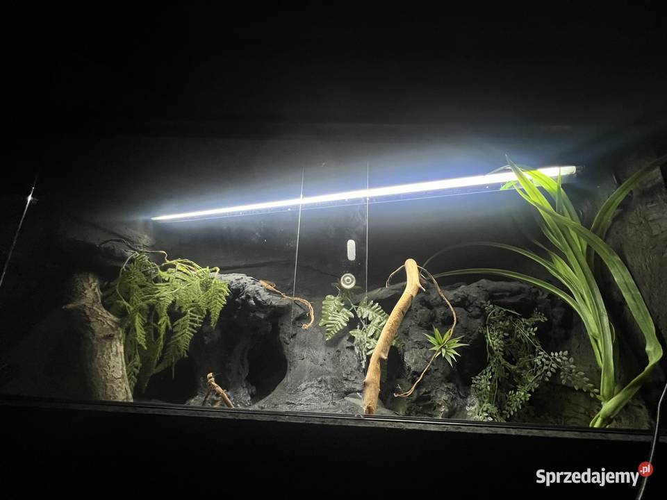 Terrarium 120x60x60 gotowe agamy Zwierzęta Sopot