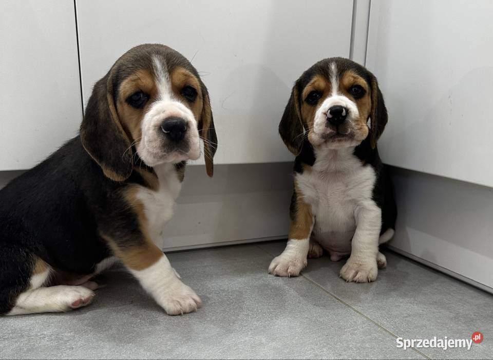 Beagle szczeniak
