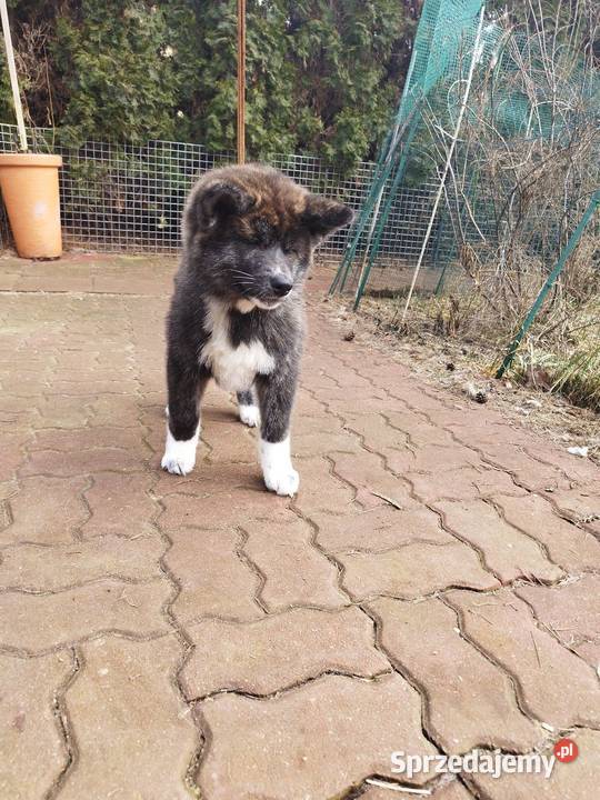 Akita inu pręgowana sunia Zkwp Rajszew