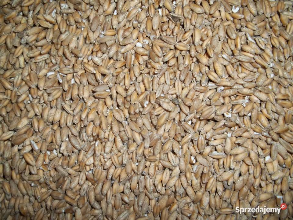 pszenica pszenżyto owies śląskie Goczałkowice-Zdrój