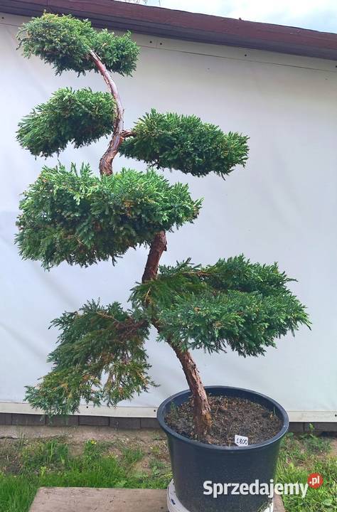 Bonsai Niwaki jałowiec łuskowy Blue Carpet Medynia Łańcucka